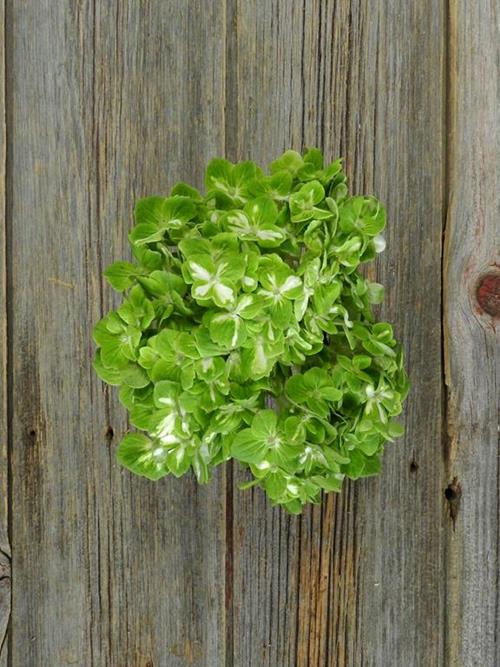 SHAMROCK  BI-COLOR GREEN/WHITE HYDRANGEA